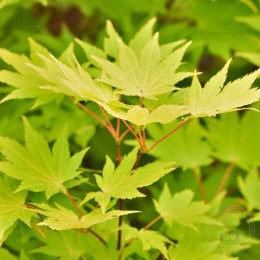 Клён Ширасавы Джордан