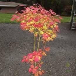 Клён Ширасавы Джордан