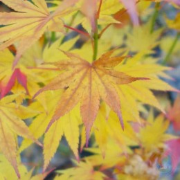 Клён Ширасавы Джордан