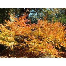 Клён Ширасавы Джордан