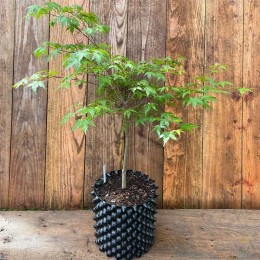 Клён веерный Кингсвилл Вариегатед