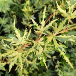 Клён веерный Кингсвилл Вариегатед