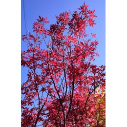 Клён веерный Скитерс Брум