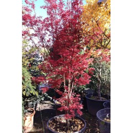 Клён веерный Скитерс Брум