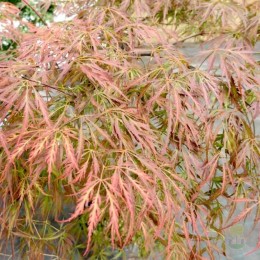 Клён веерный Кримсон Принцесс