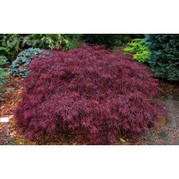 Клён веерный Кримсон Принцесс