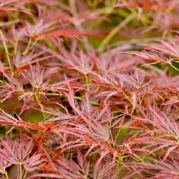 Клён веерный Орнатум