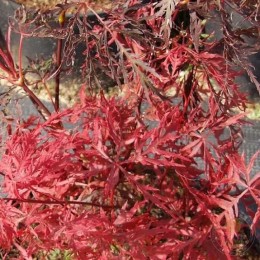 Клён веерный Орнатум