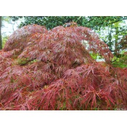 Клён веерный Орнатум