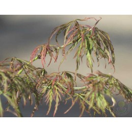 Клён веерный Тояма / Нэнси Энн / Нэнсис Легаси