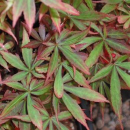 Клён веерный Алпайн Сюрпрайз