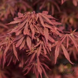 Клён веерный Алпайн Сюрпрайз