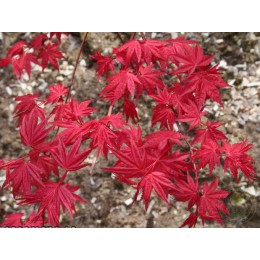 Клён веерный Бени-Комачи