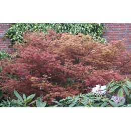 Клён веерный Бени-Комачи