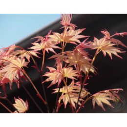 Клён веерный Бени-Комачи