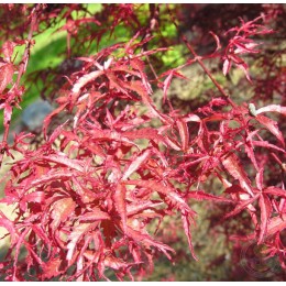 Клён веерный Бени-Комачи