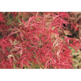 Клён веерный Бени-Комачи