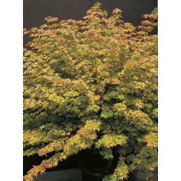 Клён веерный Кунара Пигми