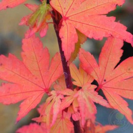 Клён веерный Кунара Пигми