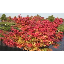 Клён веерный Кунара Пигми