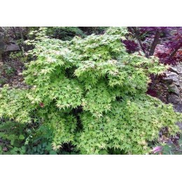 Клён веерный Кунара Пигми