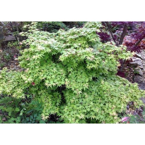 Клён веерный Кунара Пигми