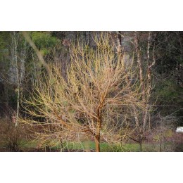 Клён ясенелистный Винтер Лайтнинг