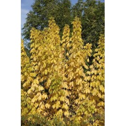 Клён ясенелистный Винтер Лайтнинг