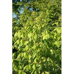 Клён ясенелистный Винтер Лайтнинг