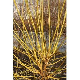 Клён ясенелистный Винтер Лайтнинг