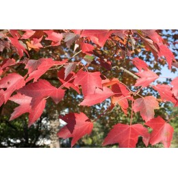 Клён красный Отумн Флейм