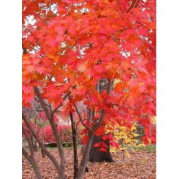 Клён японский Аконитифолиум