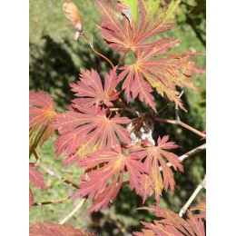 Клён японский Аконитифолиум