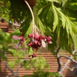 Клён японский Аконитифолиум