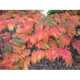 Клён японский Аконитифолиум