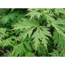 Клён японский Аконитифолиум