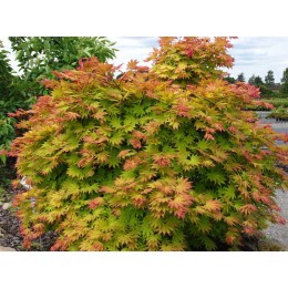 Клён веерный Отумн Мун