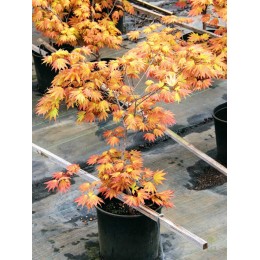 Клён веерный Отумн Мун