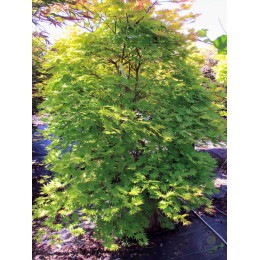 Клён веерный Отумн Мун