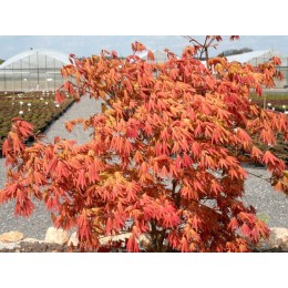 Клён веерный Отумн Мун