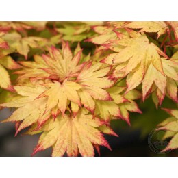 Клён веерный Отумн Мун