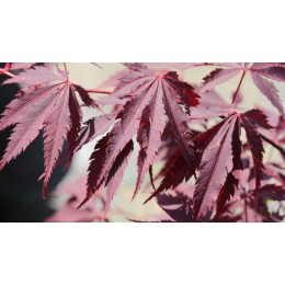 Клён веерный Блек Лэйс