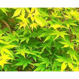 Клён веерный Каскад Голд