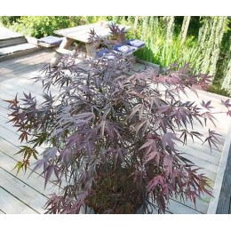 Клён веерный Энкан