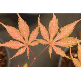 Клён веерный Грэндма Гоуст