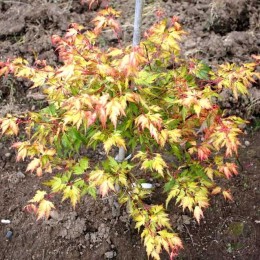 Клён веерный Хенизу Хагурумо