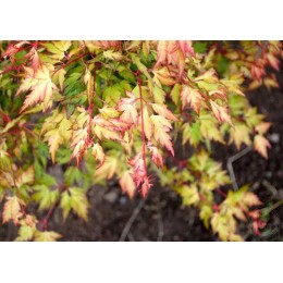 Клён веерный Хенизу Хагурумо