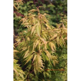 Клён веерный Хенизу Хагурумо