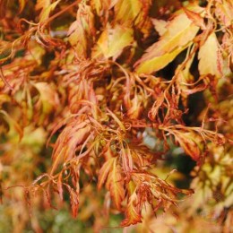 Клён веерный Хенизу Хагурумо
