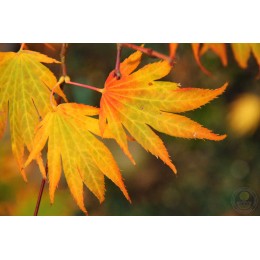 Клён веерный Джоин